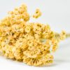 Huile essentielle d'Immortelle BIO