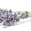 Lavender and lavandin