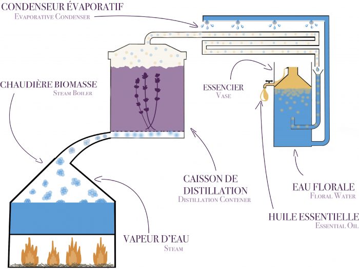 schéma de distillation à la vapeur d'eau